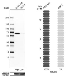 FRMD5 Antibody, Novus Biologicals 25 &mu;L; Unlabeled:Antibodies, Polyclonal